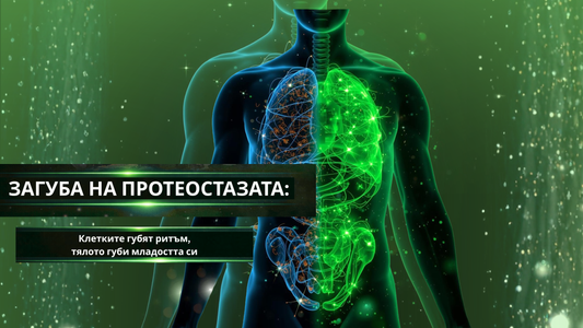 Загуба на протеостазата : клетките губят ритъм, тялото губи младостта си